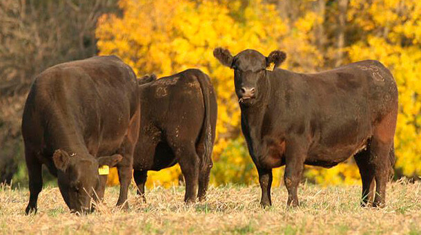 Social media management for Puro Pedigree